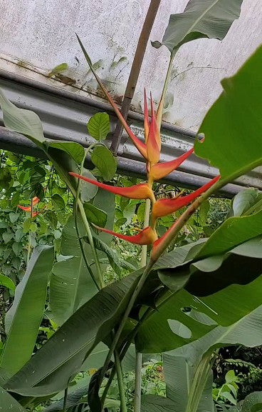 Heliconia Latispatha | 5 seeds | Lobster Claw