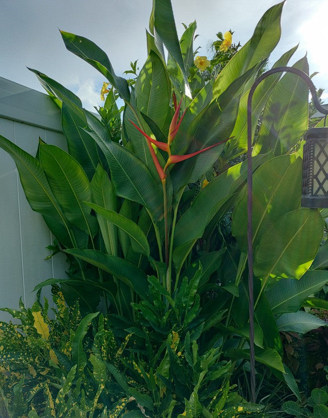 Heliconia Latispatha | 5 seeds | Lobster Claw