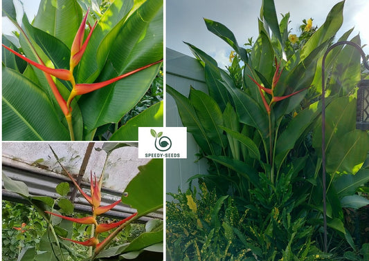 Heliconia Latispatha | 5 seeds | Lobster Claw