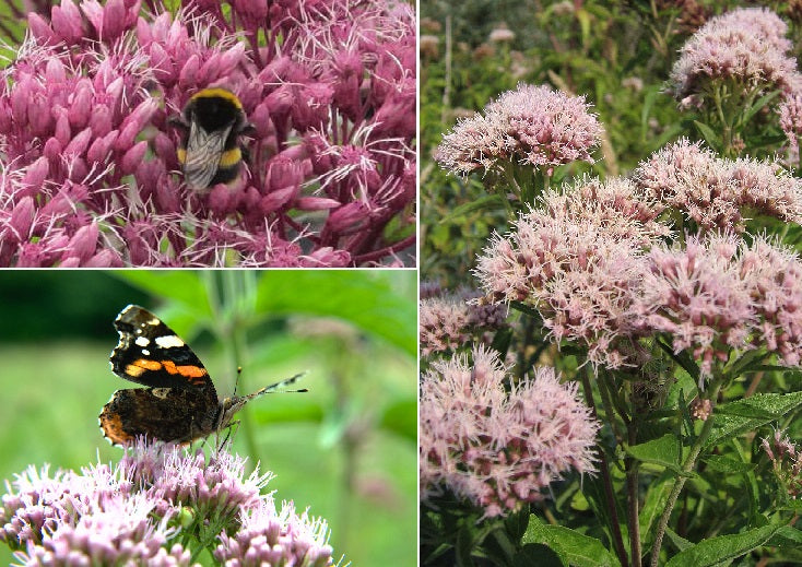 Hemp Agrimony | Eupatorium Cannabinum | Bees | Butterflies
