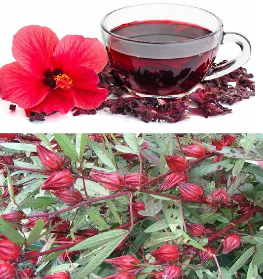 Hibiscus Sabdariffa | 30+ seeds | Roselle Tea | Belchanda