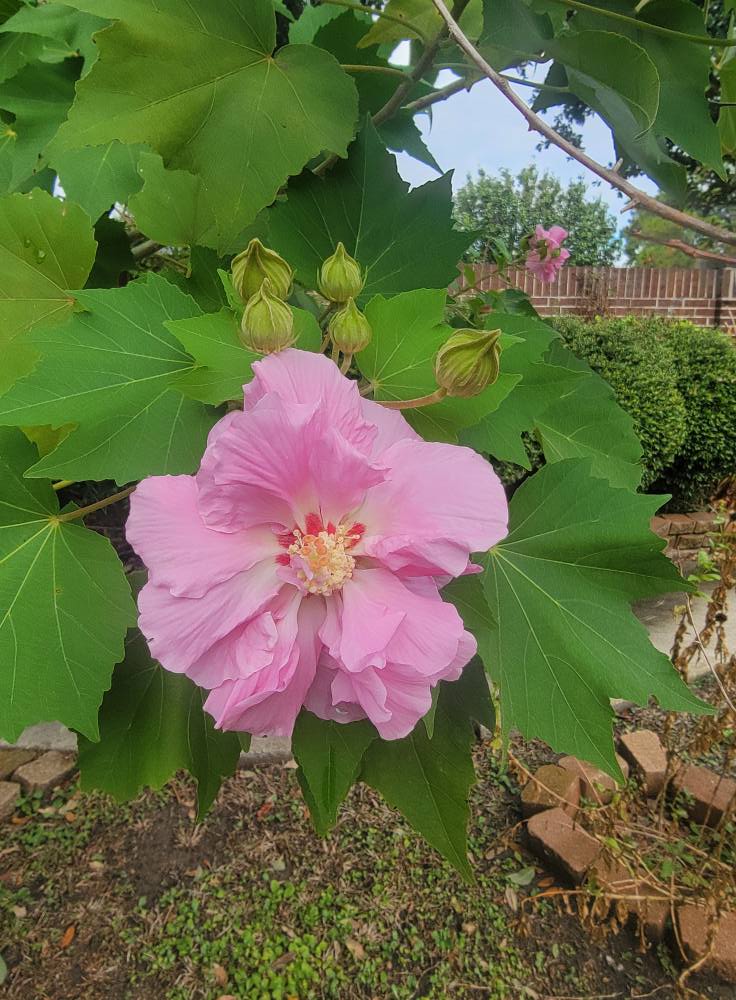 Cotton Rose seeds | Hibiscus Mutabilis | 20+ seeds | Rosemallow | Perennial