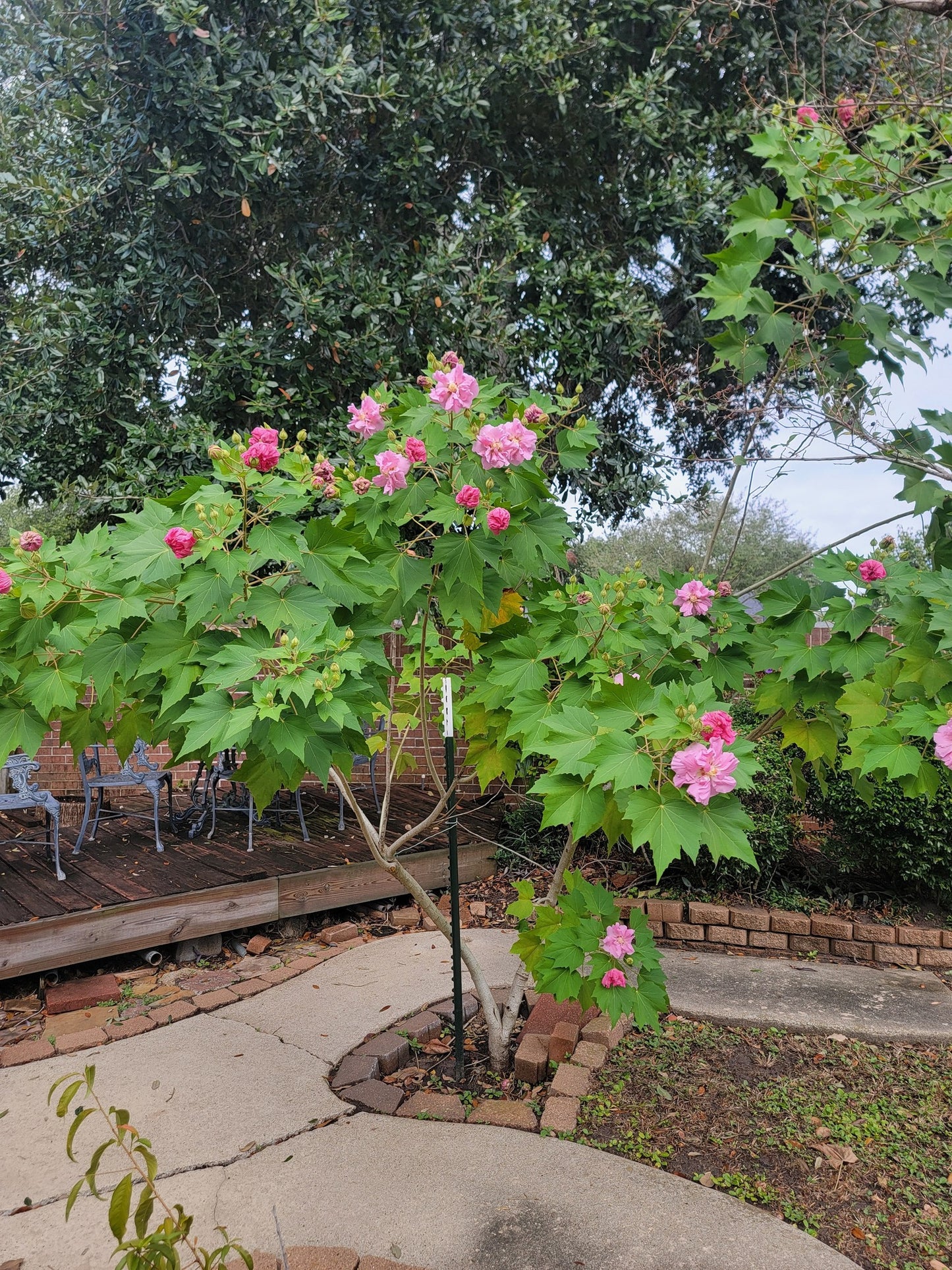 Cotton Rose seeds | Hibiscus Mutabilis | 20+ seeds | Rosemallow | Perennial
