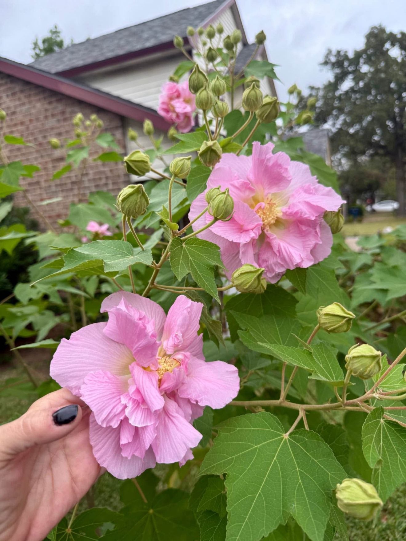 Cotton Rose seeds | Hibiscus Mutabilis | 20+ seeds | Rosemallow | Perennial