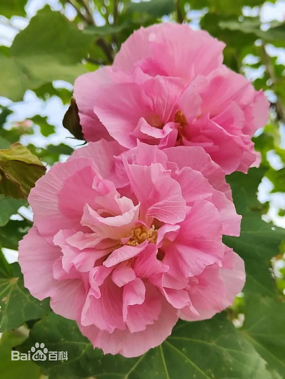 Cotton Rose seeds | Hibiscus Mutabilis | 20+ seeds | Rosemallow | Perennial