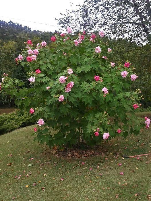 Cotton Rose seeds | Hibiscus Mutabilis | 20+ seeds | Rosemallow | Perennial