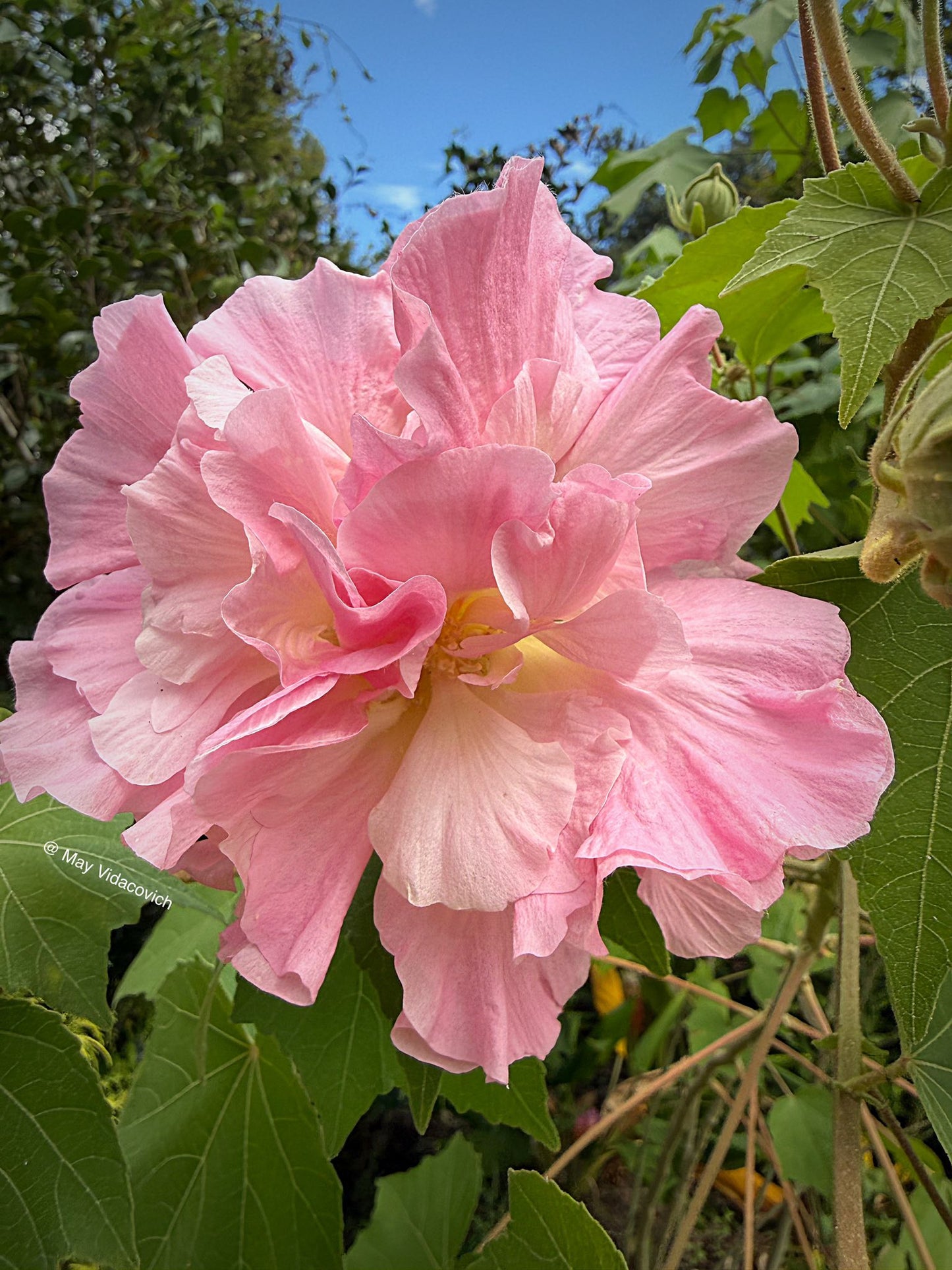 Cotton Rose seeds | Hibiscus Mutabilis | 20+ seeds | Rosemallow | Perennial