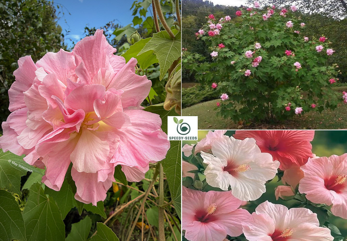 Cotton Rose seeds | Hibiscus Mutabilis | 20+ seeds | Rosemallow | Perennial