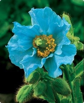 Himalayan Blue Poppy | Meconopsis Betonicifolia | 100+ seeds