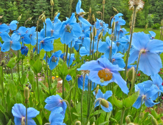 Himalayan Blue Poppy | Meconopsis Betonicifolia | 100+ seeds