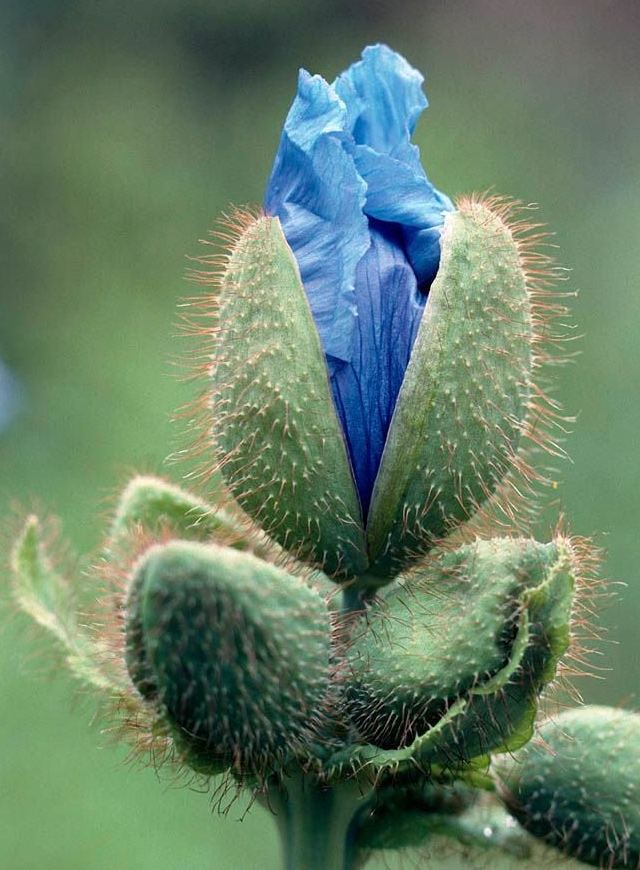 Himalayan Blue Poppy | Meconopsis Betonicifolia | 100+ seeds