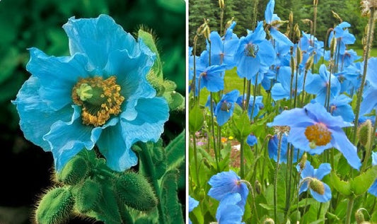 Himalayan Blue Poppy | Meconopsis Betonicifolia | 100+ seeds