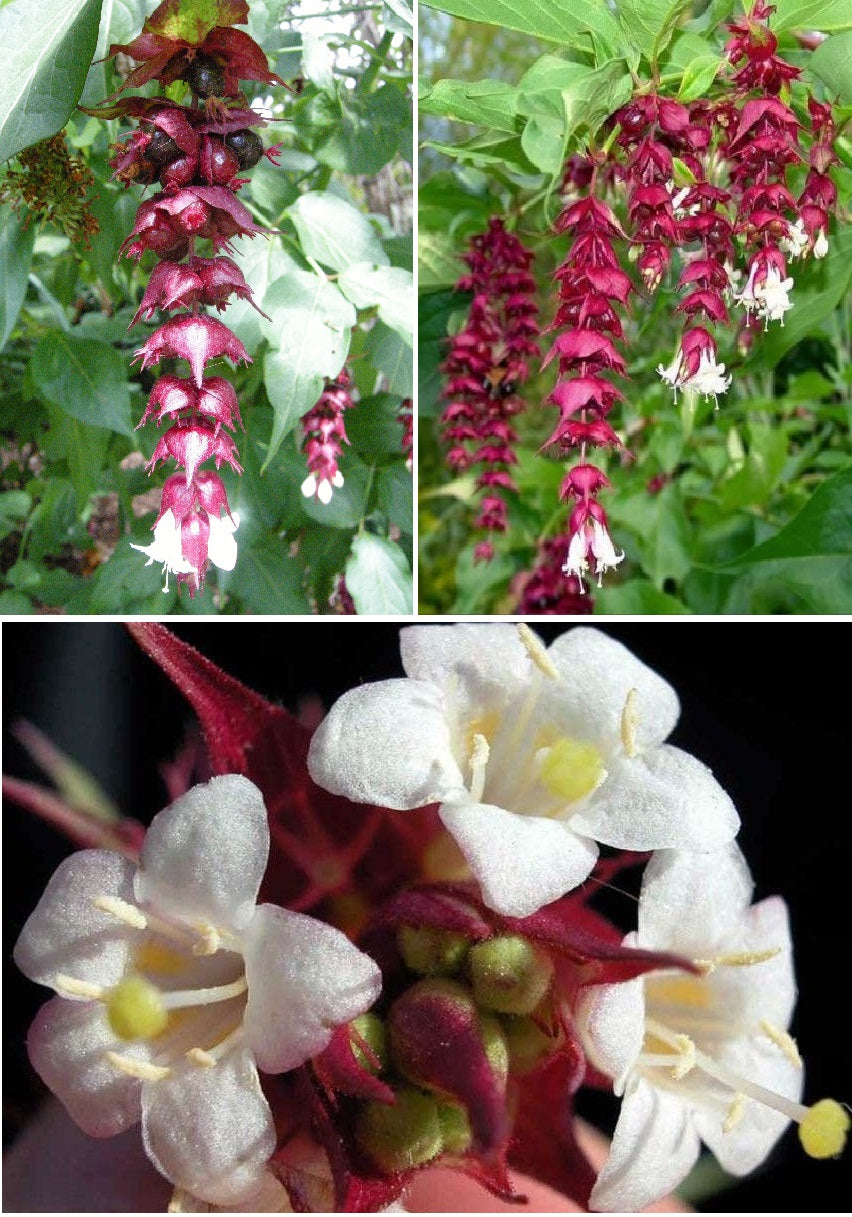 Himalayan Honeysuckle | Leycesteria Formosa | 50+ seeds