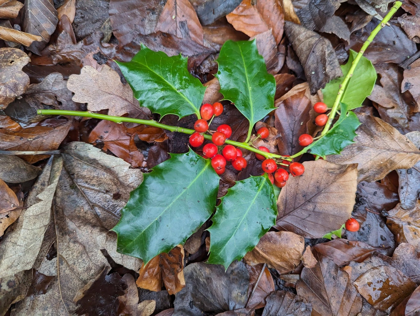Holly Seeds | 50+ Seeds | Ilex Aquifolium | Birds | Christmas