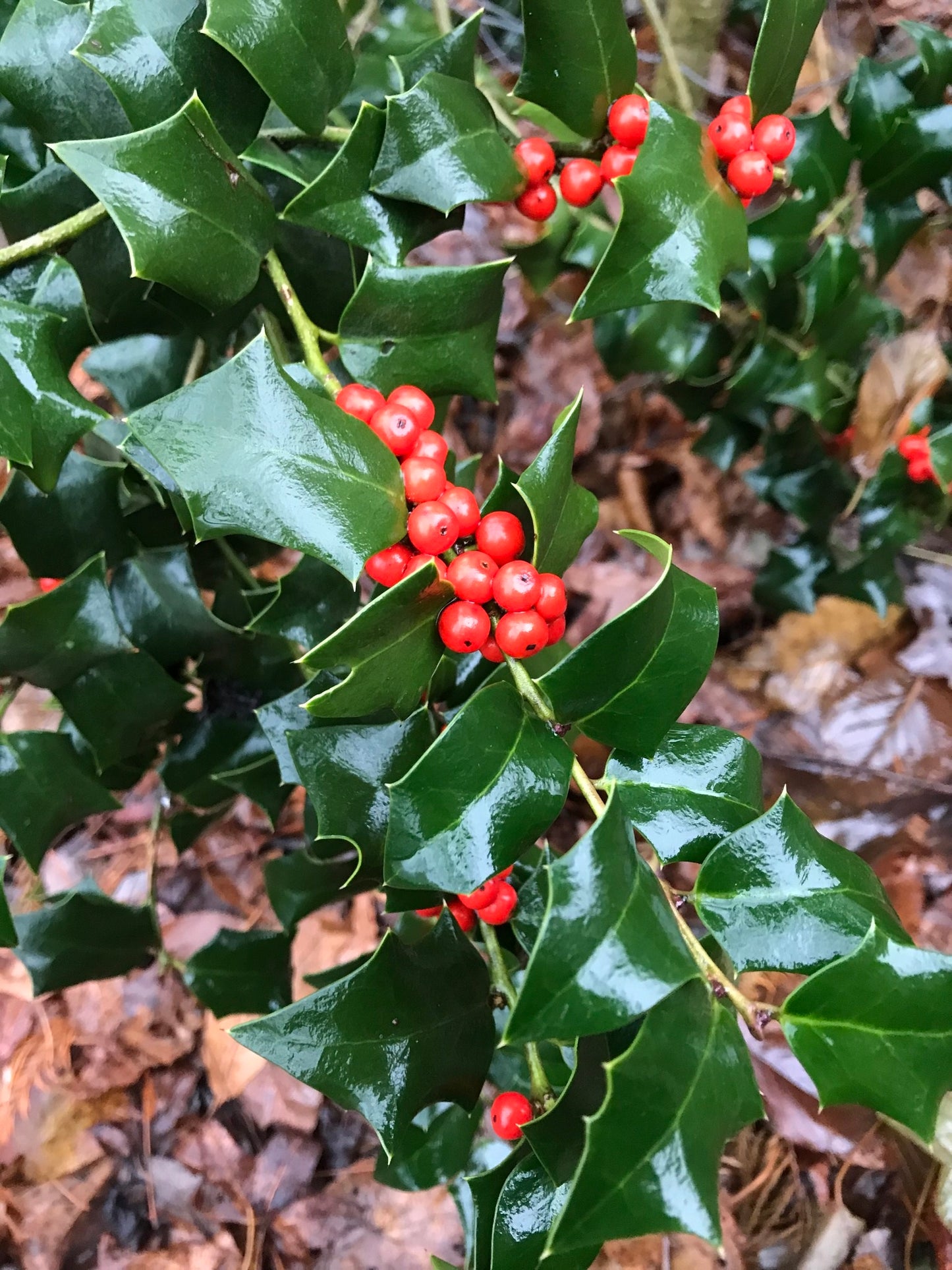 Holly Seeds | 50+ Seeds | Ilex Aquifolium | Birds | Christmas