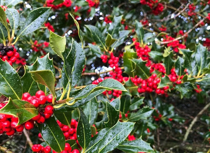 Holly Seeds | 50+ Seeds | Ilex Aquifolium | Birds | Christmas