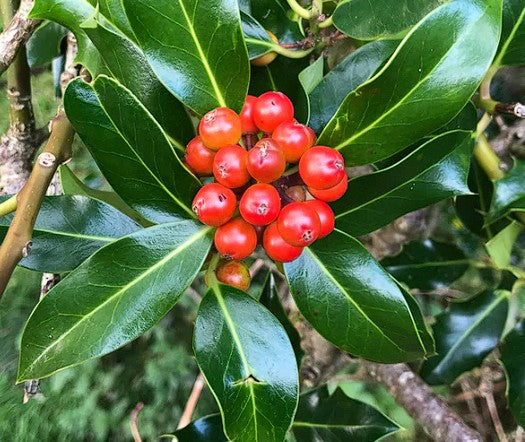 Holly Seeds | 50+ Seeds | Ilex Aquifolium | Birds | Christmas