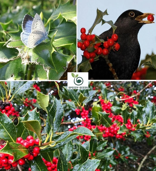 Holly Seeds | 50+ Seeds | Ilex Aquifolium | Birds | Christmas