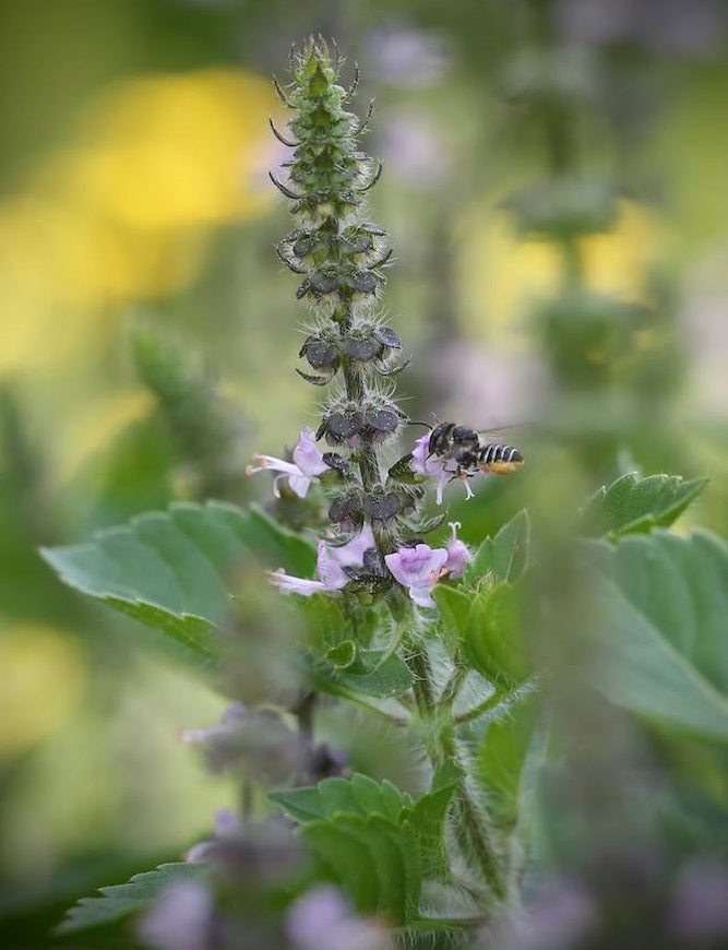 Holy Basil (Ocimum Sanctum) | 100+ seeds | Tulsi | Aromatic Perennial