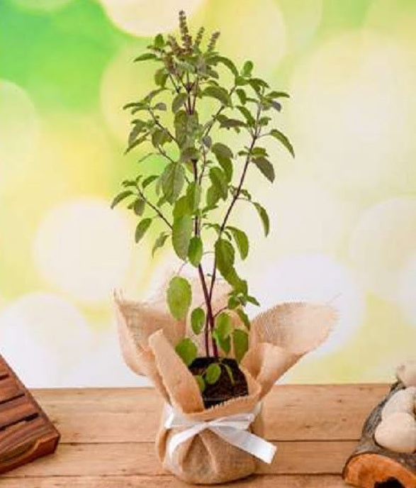 Tulsi seeds  | Holy Basil | Ocimum Sanctum | 100+ seeds | Tulsi | Hindu Cerimonial