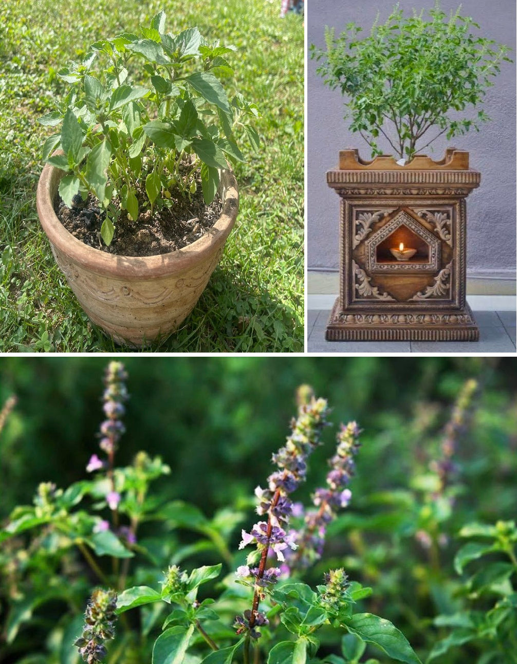 Tulsi seeds  | Holy Basil | Ocimum Sanctum | 100+ seeds | Tulsi | Hindu Cerimonial