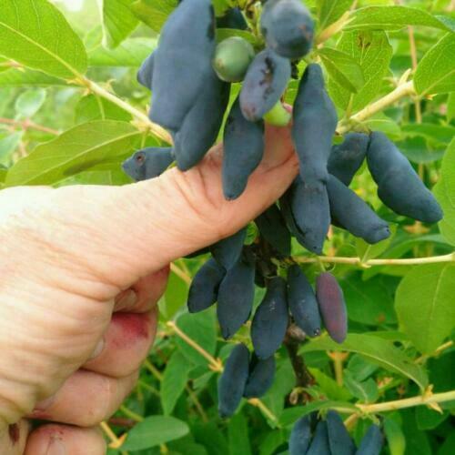 Honeyberry | Lonicera Caerulea 15+ Seeds | Haskap | Organic -Own Crop