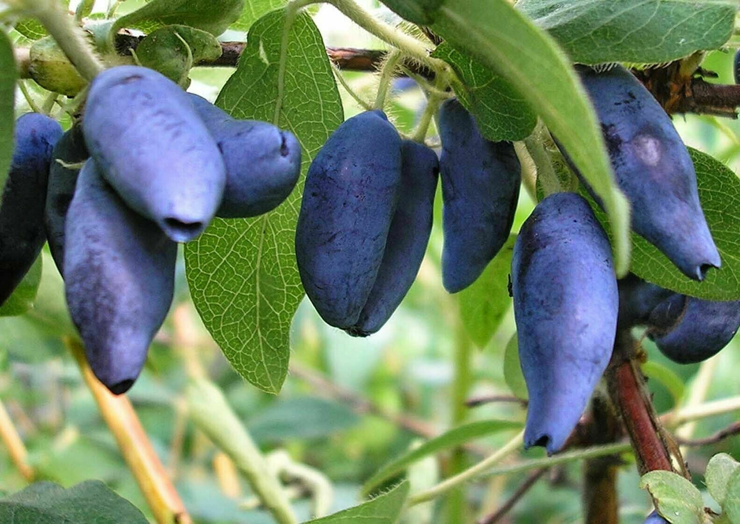 Honeyberry | Lonicera Caerulea 15+ Seeds | Haskap | Organic -Own Crop