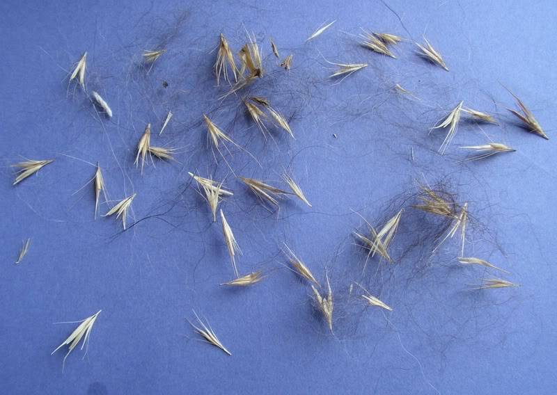 Foxtail Barley seeds | Hordeum Jubatum | 100+ seeds | Ornamental Grass