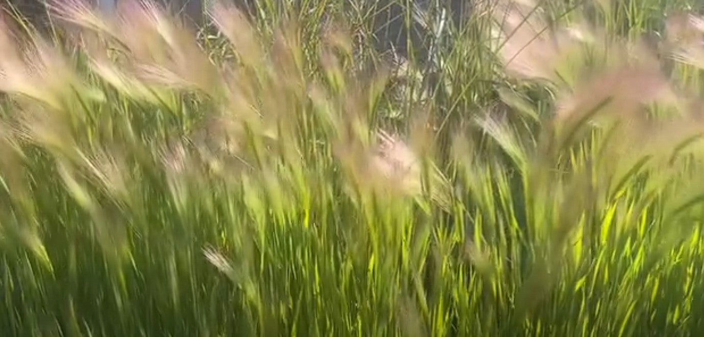 Foxtail Barley seeds | Hordeum Jubatum | 100+ seeds | Ornamental Grass