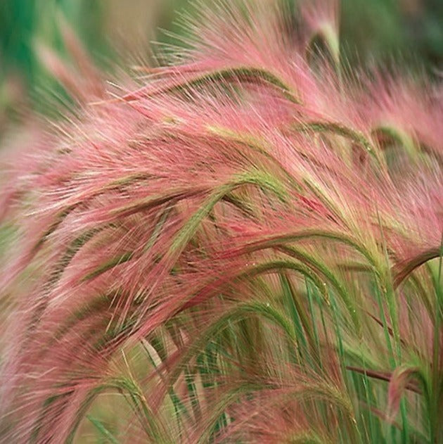 Foxtail Barley seeds | Hordeum Jubatum | 100+ seeds | Ornamental Grass