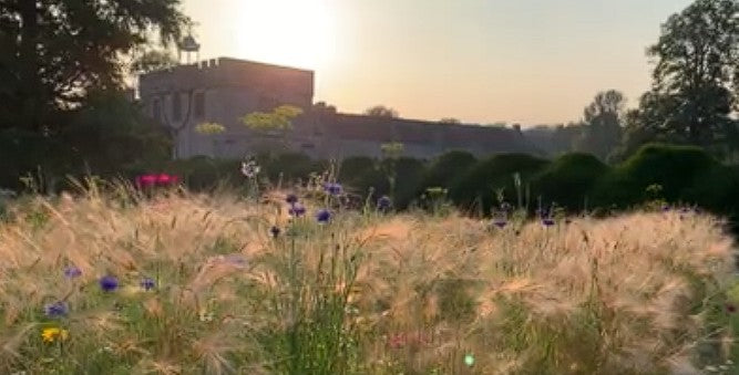 Foxtail Barley seeds | Hordeum Jubatum | 100+ seeds | Ornamental Grass