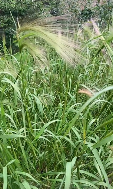 Foxtail Barley seeds | Hordeum Jubatum | 100+ seeds | Ornamental Grass