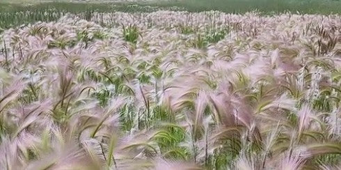 Foxtail Barley seeds | Hordeum Jubatum | 100+ seeds | Ornamental Grass