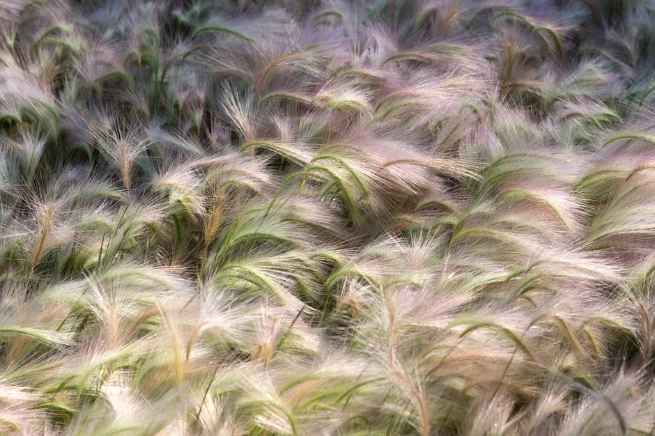 Foxtail Barley seeds | Hordeum Jubatum | 100+ seeds | Ornamental Grass