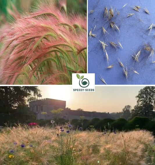 Foxtail Barley seeds | Hordeum Jubatum | 100+ seeds | Ornamental Grass