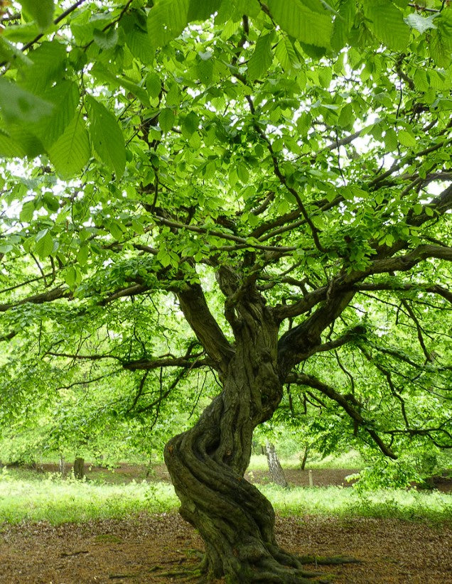 Hornbeam (Carpinus Betulus) | 50+ Seeds | Hedging | Bonsai