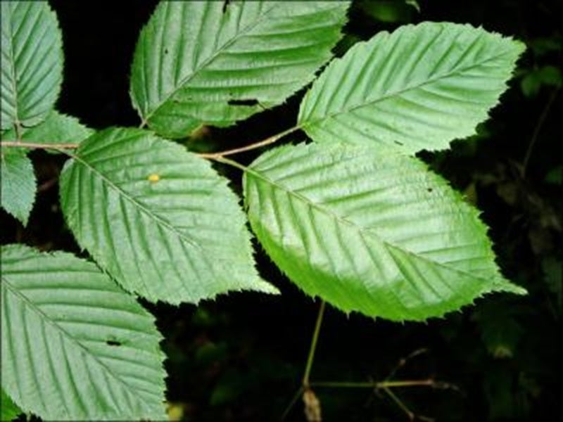 Hornbeam (Carpinus Betulus) | 50+ Seeds | Hedging | Bonsai