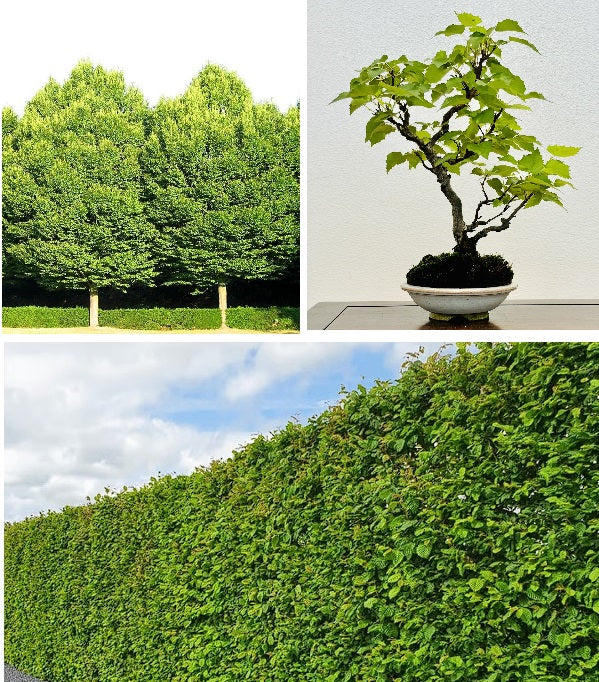 Hornbeam (Carpinus Betulus) | 50+ Seeds | Hedging | Bonsai