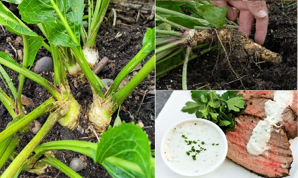 Horseradish | Fresh root/thong for planting | Easy | Organic