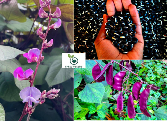 Lablab | Hyacynth Bean | 10 seeds Climbing Bean | Dolichos | Organic