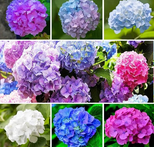 Different Color Hydrangea Hydrangea Mixed Colours | 10+ seeds | Hardy Perennial β speedyseeds