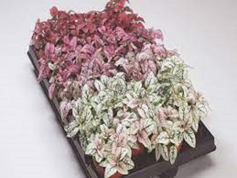 Hypoestes Confetti Mix | 20+ seeds | Easy House Plant