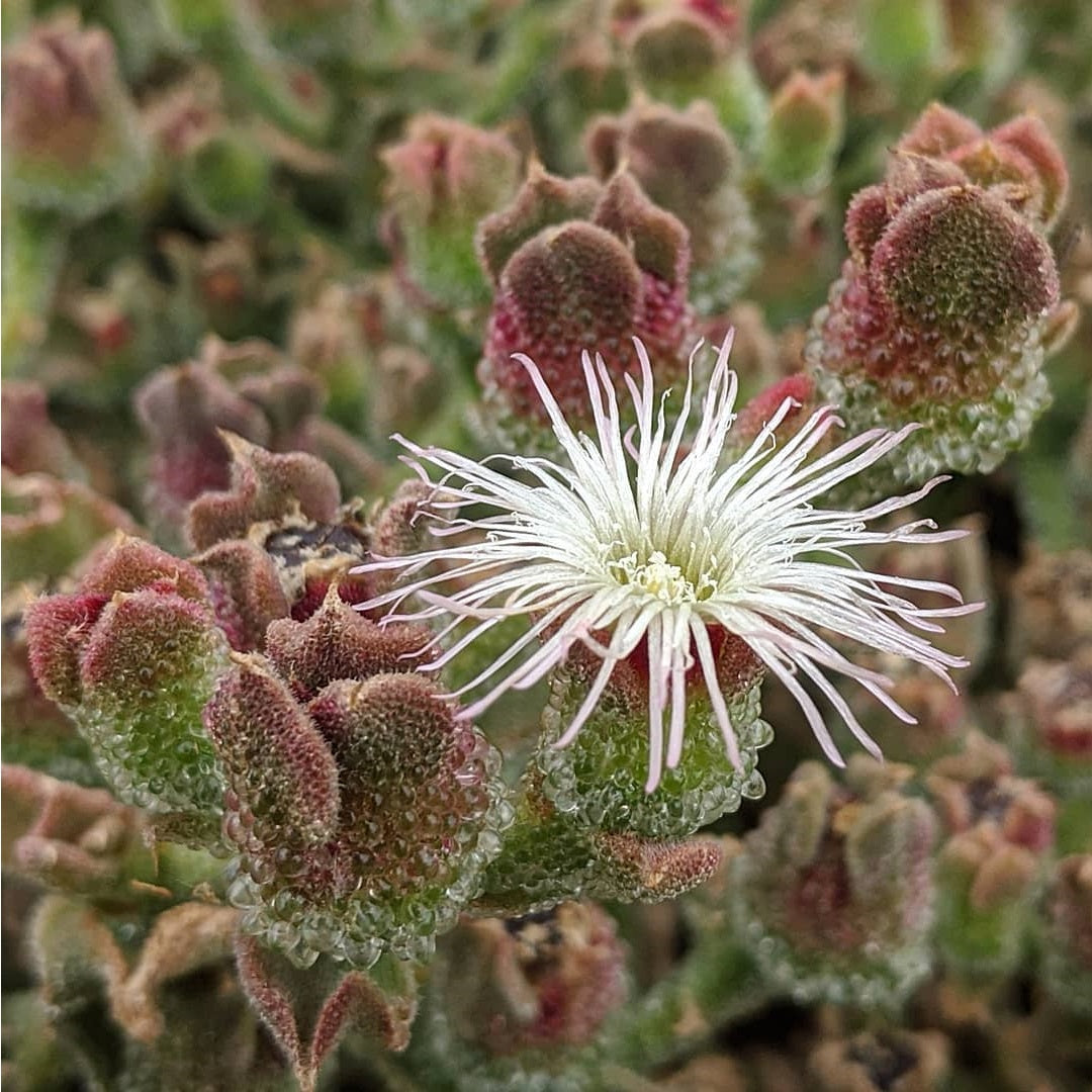 Ice Plant | Mesembryanthemum Crystallinum | 500+ seeds | Fascinating and Easy Succulent