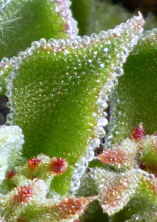 Ice Plant | Mesembryanthemum Crystallinum | 500+ seeds | Fascinating and Easy Succulent