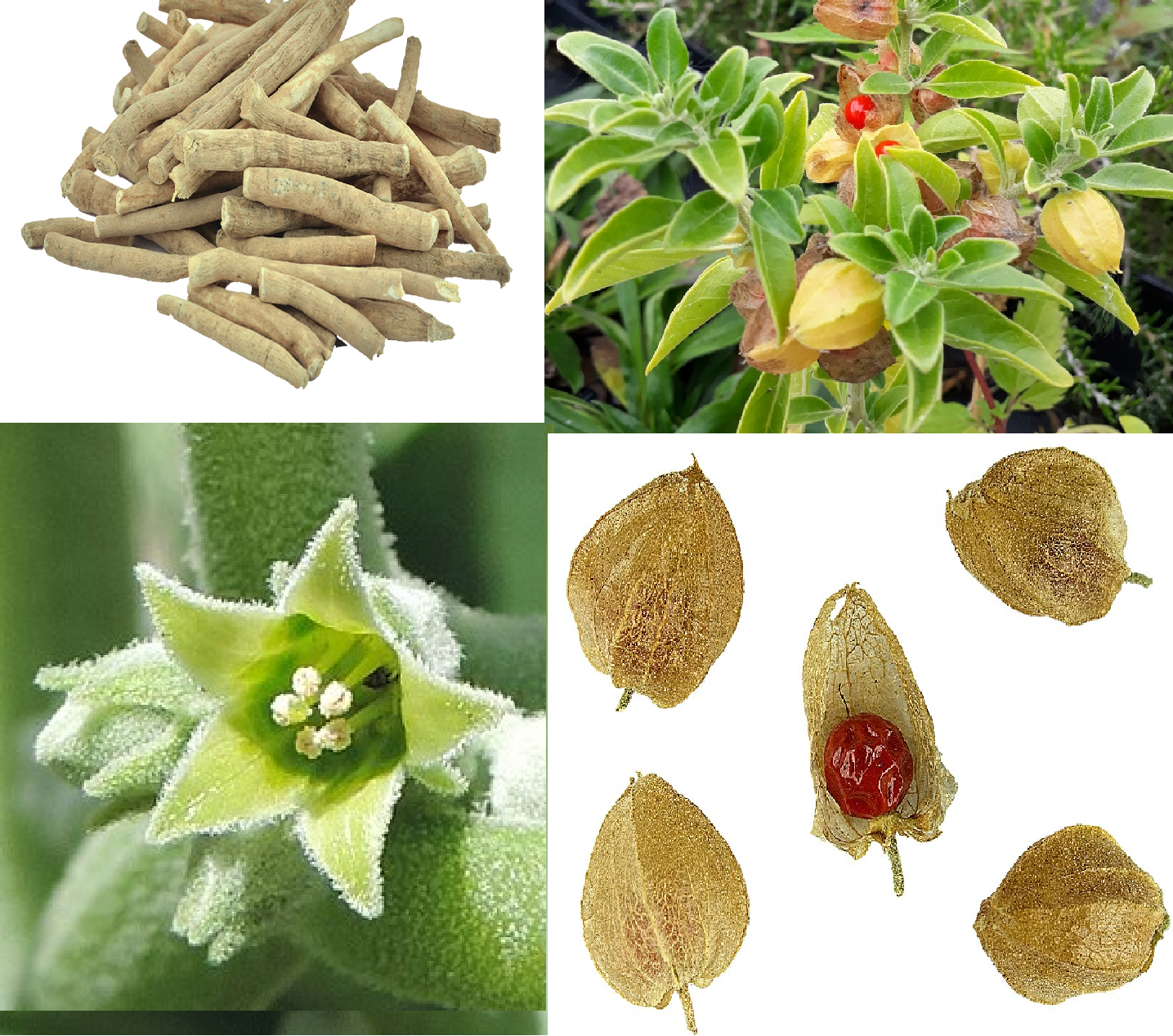 Indian Ginseng | 100+ Seeds | Ashwagandha. अश्वगंधा.   অশ্বগন্ধা