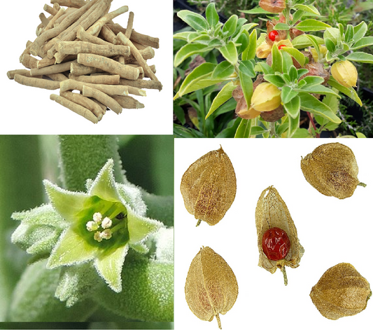 Indian Ginseng | 100+ Seeds | Ashwagandha. अश्वगंधा.   অশ্বগন্ধা