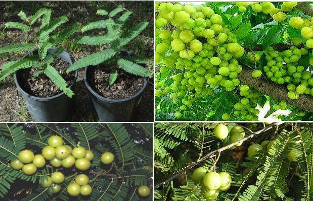 Indian Gooseberry Phyllanthus Emblica  20+ Seeds |   آملا  | Amla | अमला