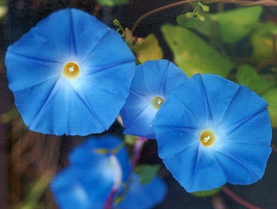 Semi Di Ipomea Blu - Pack Da 50 Semi Per Fiori Decorativi - Foto 13