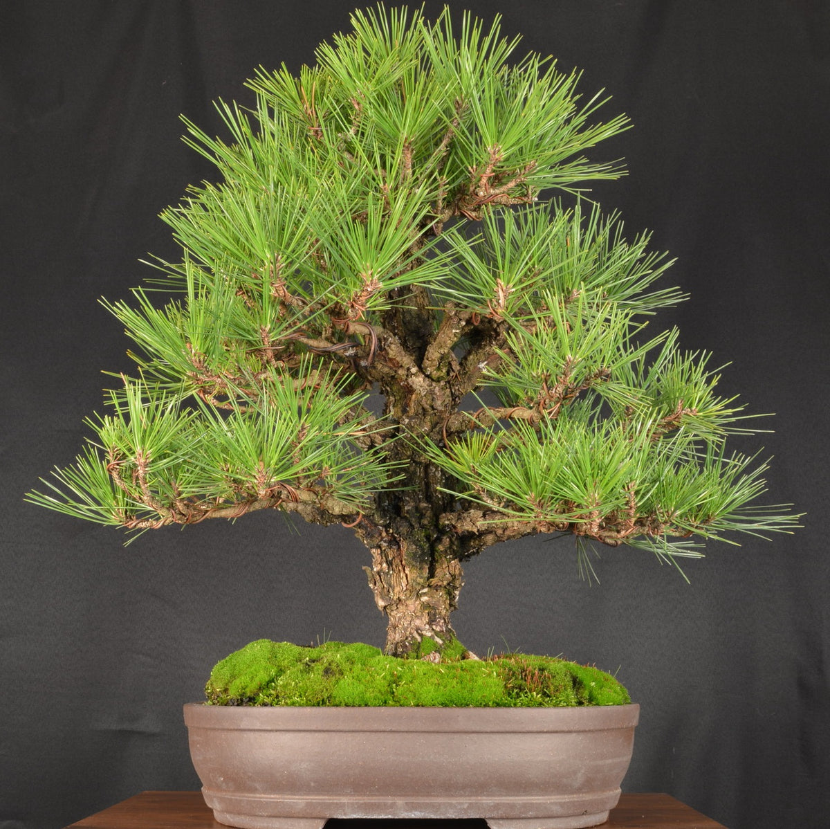 30 Japanese Black Pine Bonsai Seeds - Grow Your Own Dwarf Evergreen Tree