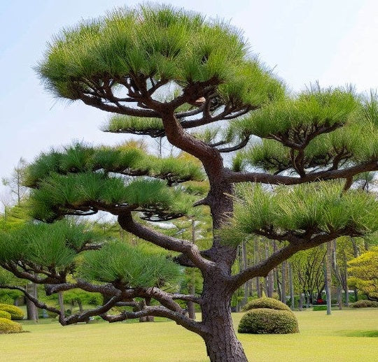 Japanese Black Pine | 30+ seeds | Pinus Thunbergii | Bonsai